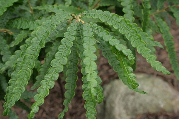 Comptonia peregrina