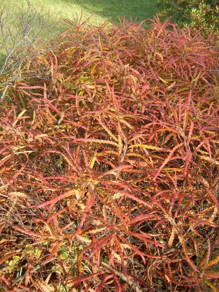 Comptonia peregrina