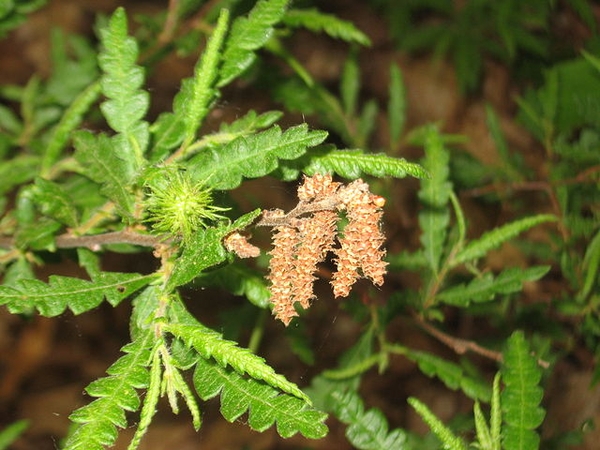 Comptonia peregrina