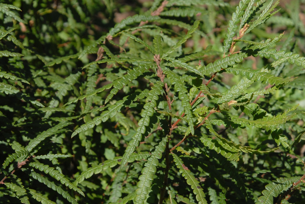 Comptonia perigrina
