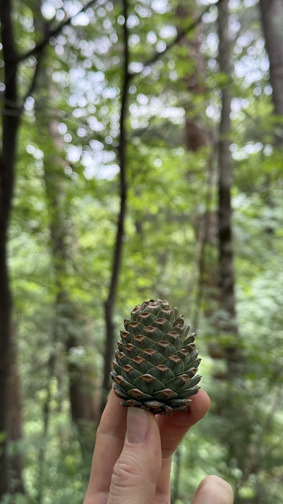 Cone in June in Premo Reva in Russia