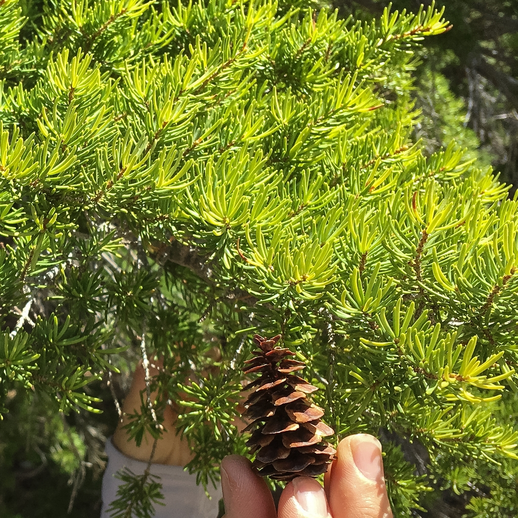 Cone in June in Siskiyou County, California