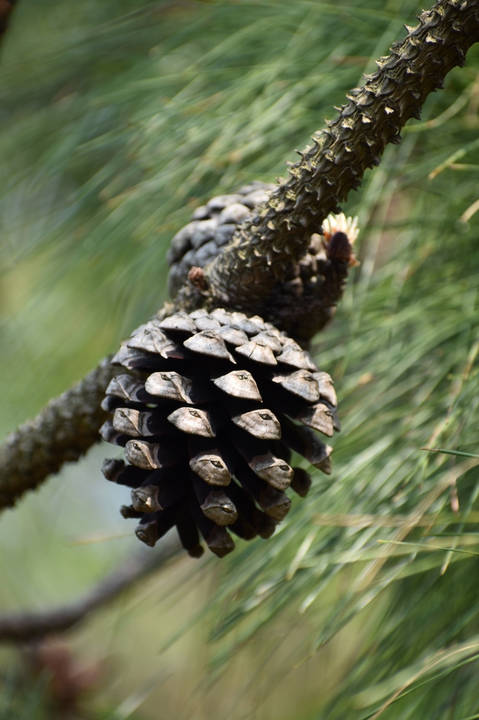 Cone in March in Kunming, China