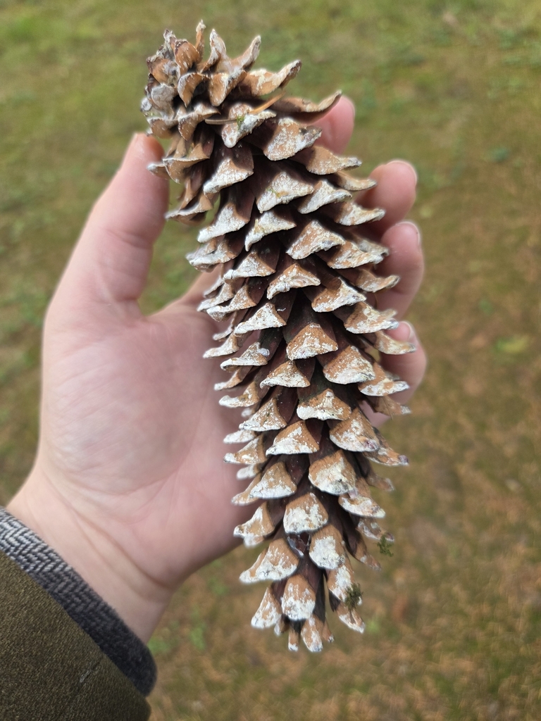 Brown cone in October in Greater Vancouver in Canada