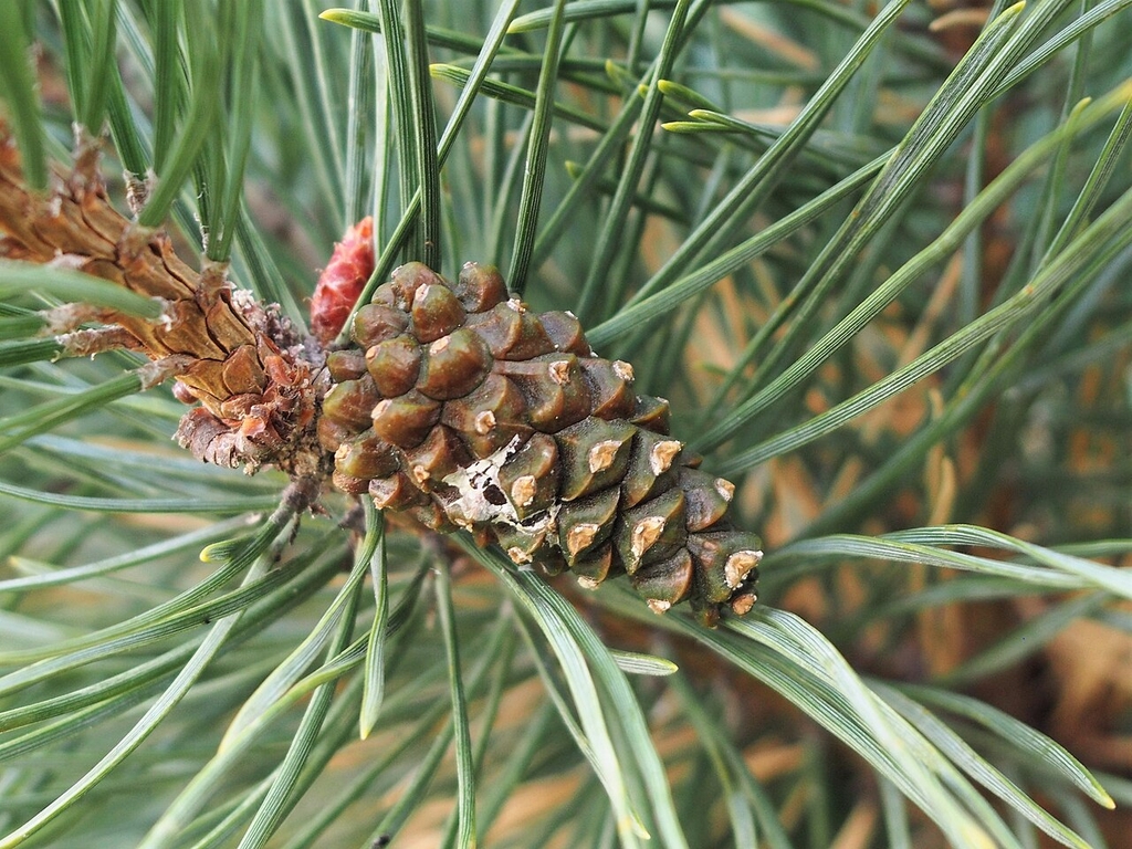 Branch tip displaying brown pinecone in Wroclaw, Poland