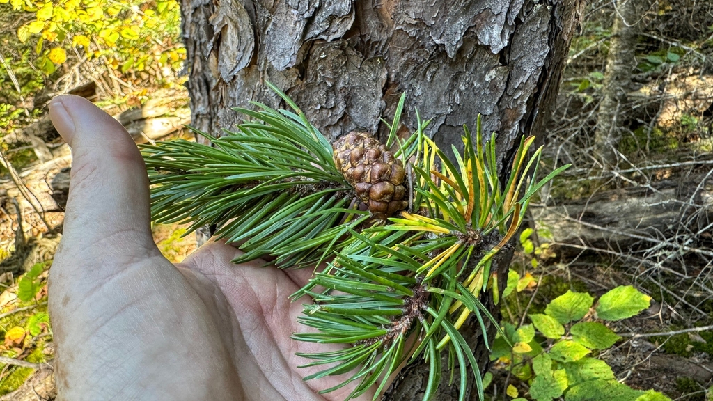 Cone/Needles in September in Cook County in Minnesota