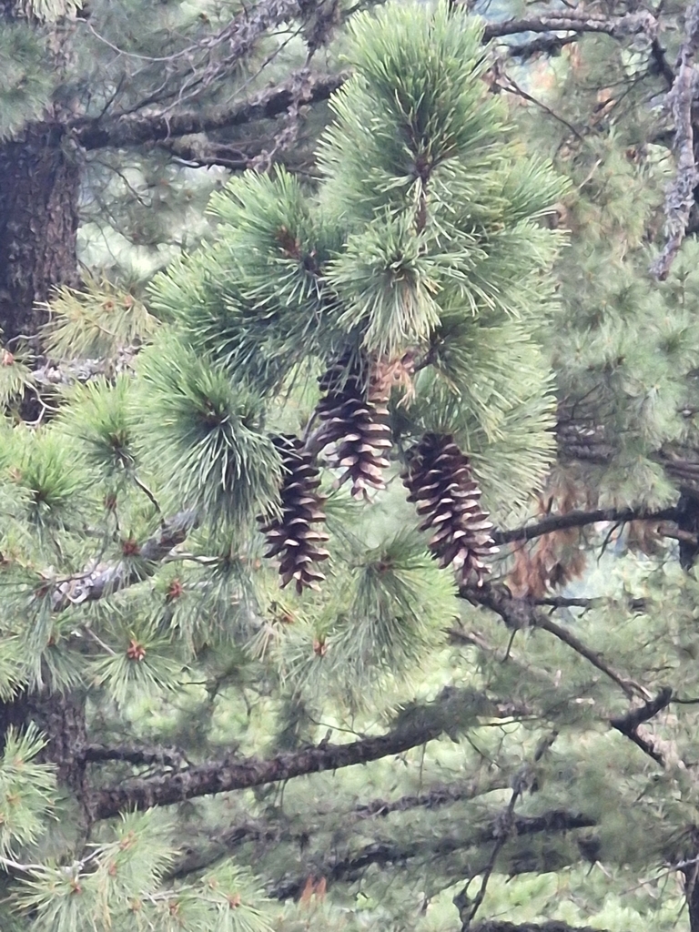 Cones/Needles in August in Bitola, North Macedonia