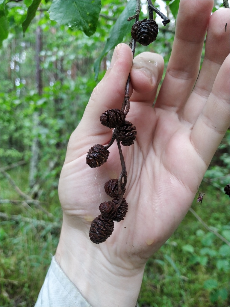 Cones in June in Ostashkovskiy rayon, Russia