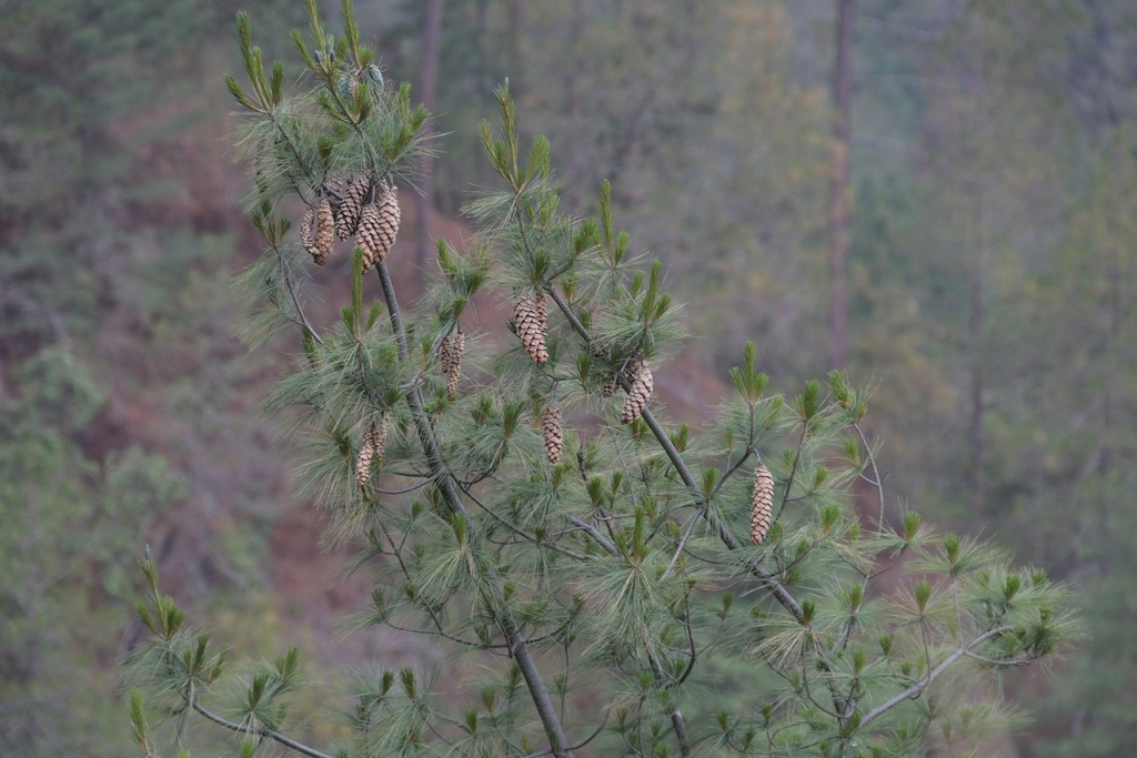 Cones/Needles in May in Bagmati, Nepal