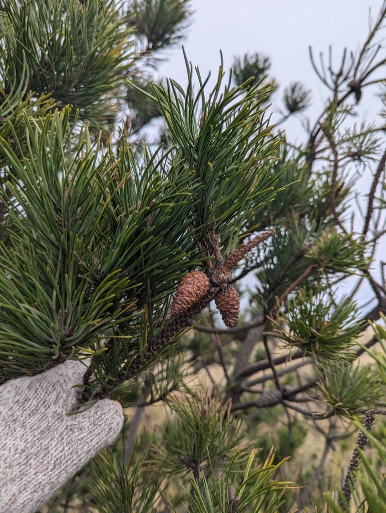 Cones in November in Pacific County, Washington