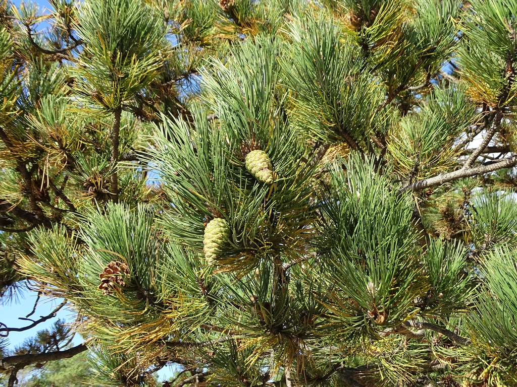 Cones & needles in Koszalin, Poland