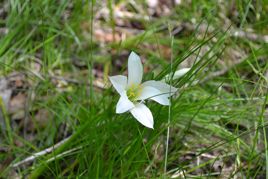 Form