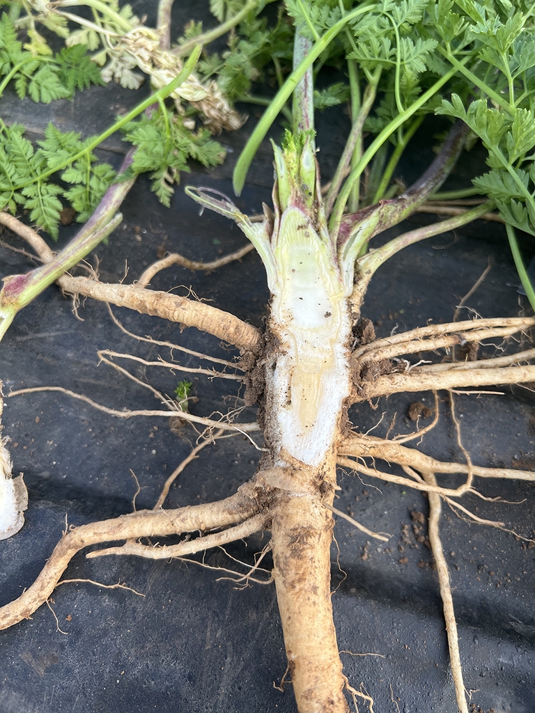 Excavated plant showing section cut away from taproot & crown.