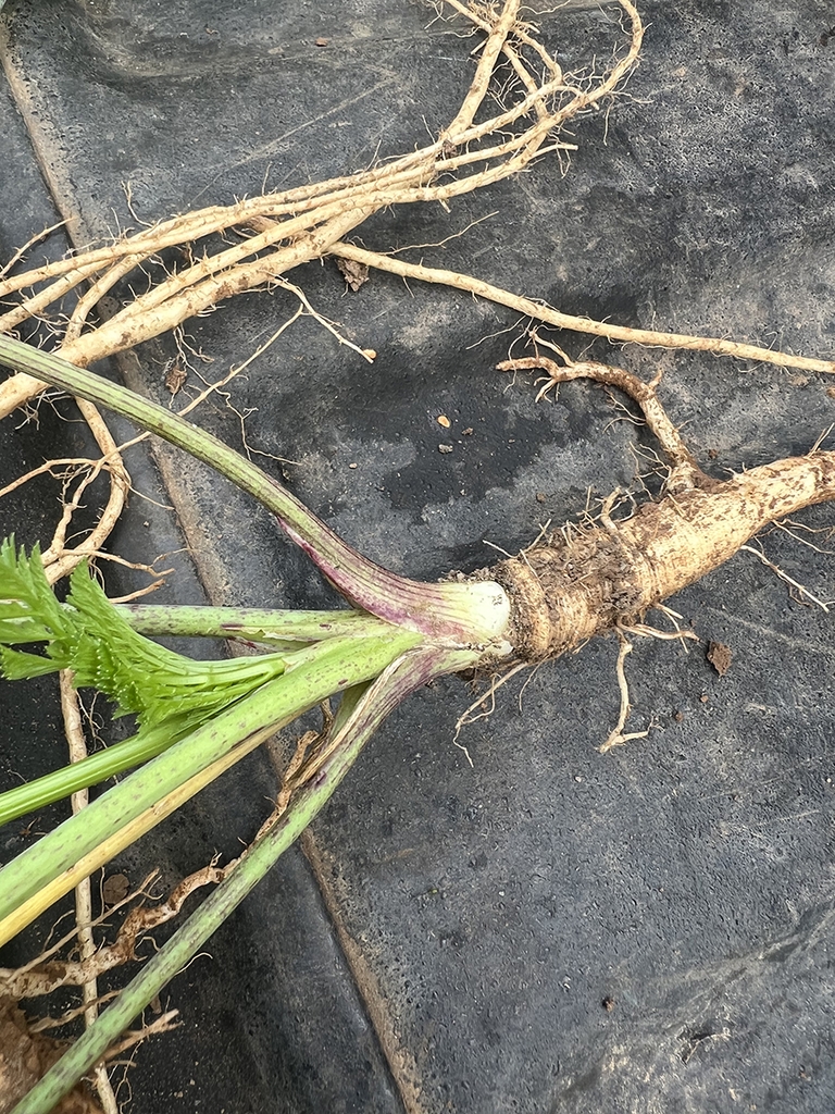 Excavated plant showing crown and taproot