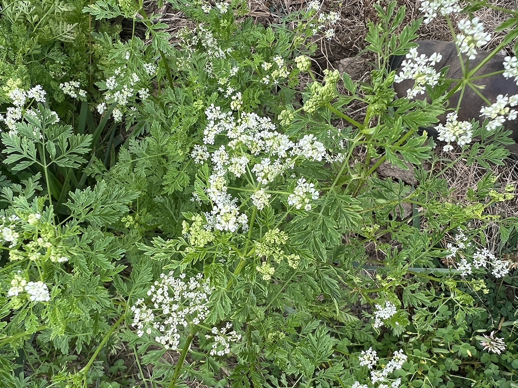 small white flowers backed by leaflets with serrate margins.