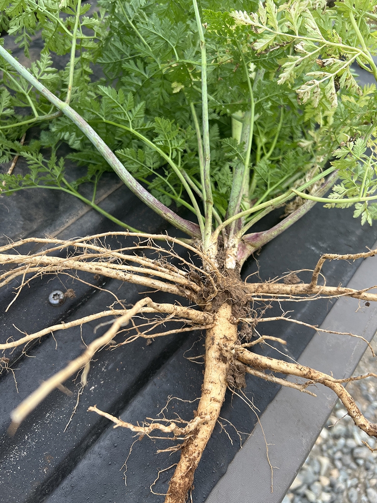 Excavated crown shows taproot & thick, unbranched lateral roots.