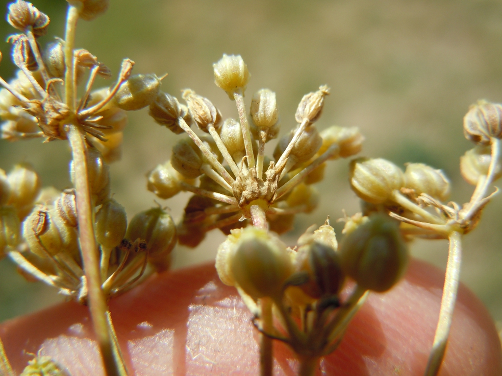 Mature fruits contain many seeds that resemble anise.
