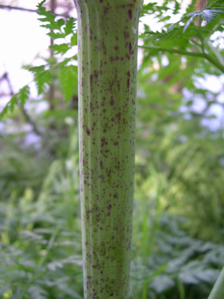 Purple splotches on the smooth stem.