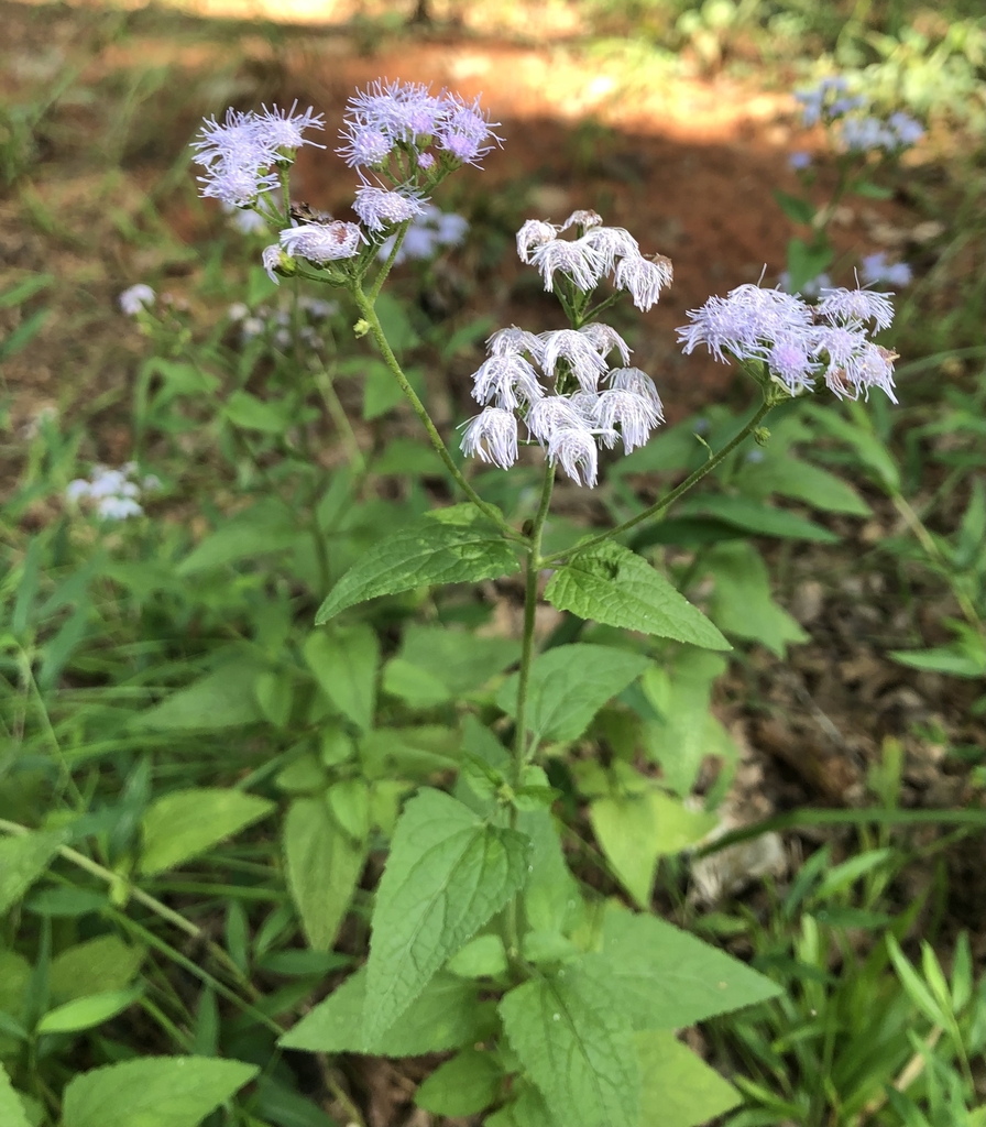Form - September - Wake Co., NC