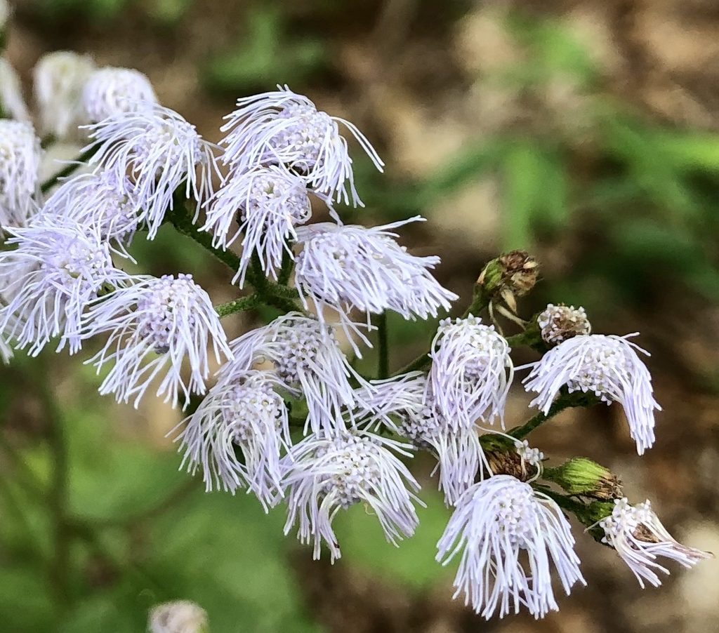 Flower - September - Wake Co., NC