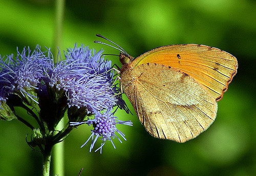 Conoclinium coelestinum