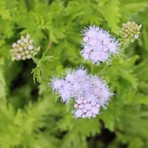 Conoclinium greggii