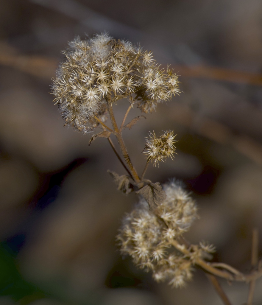 January flower heads with clusters of dried corymbs