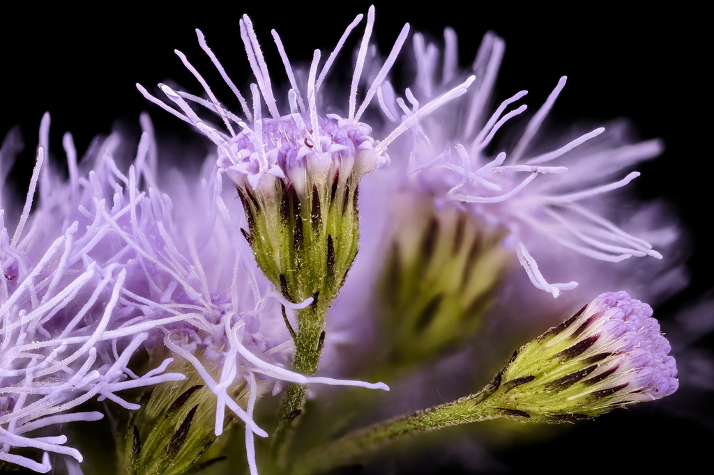 close up of the flower