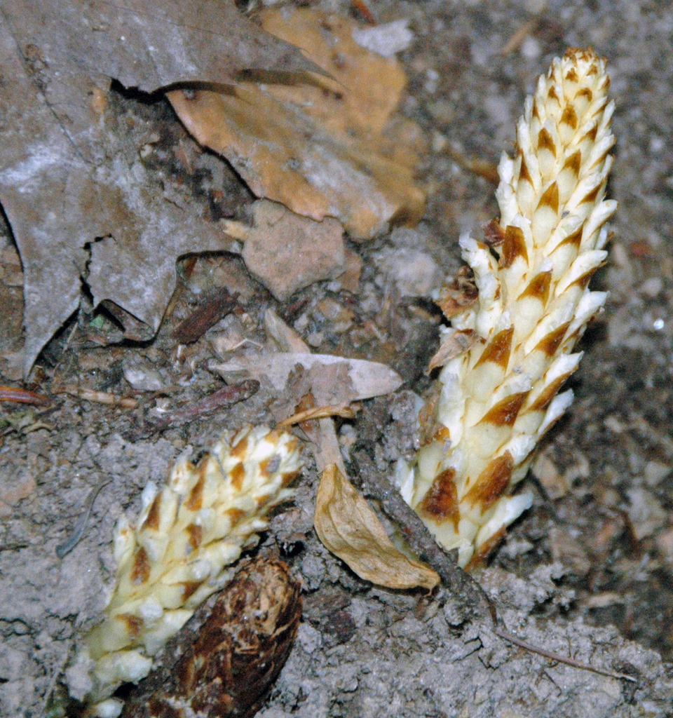 Conopholis americana