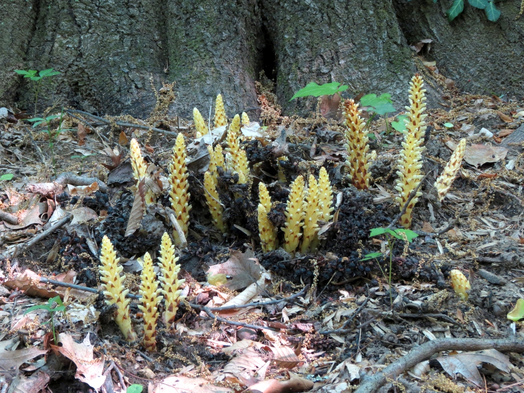 Conopholis americana