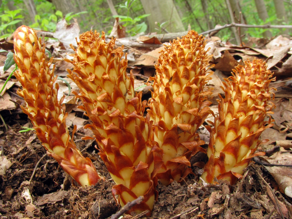 Conopholis americana