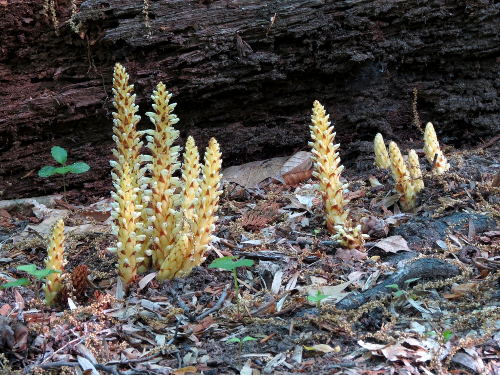 Conopholis americana