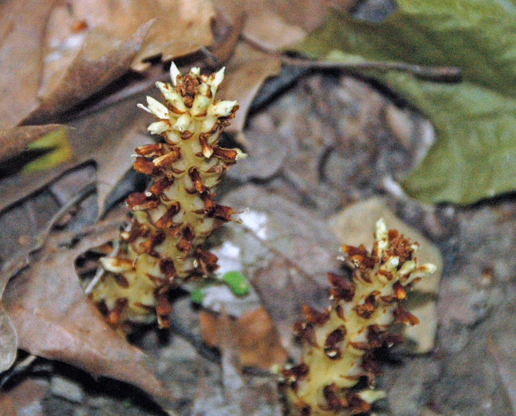Conopholis americana (squaw root)