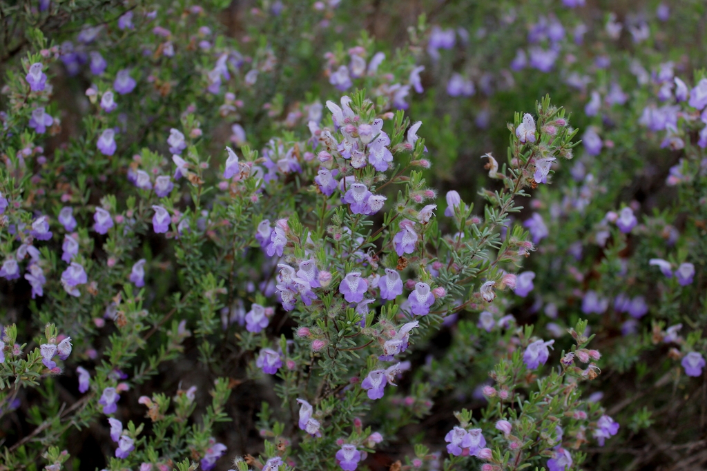Form in bloom
