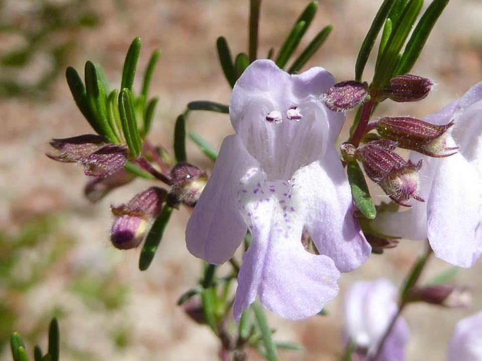 Close up of flower