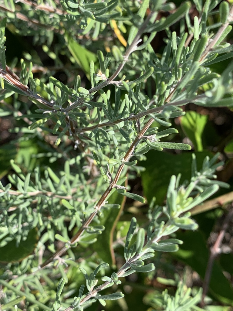 Leaves and stem