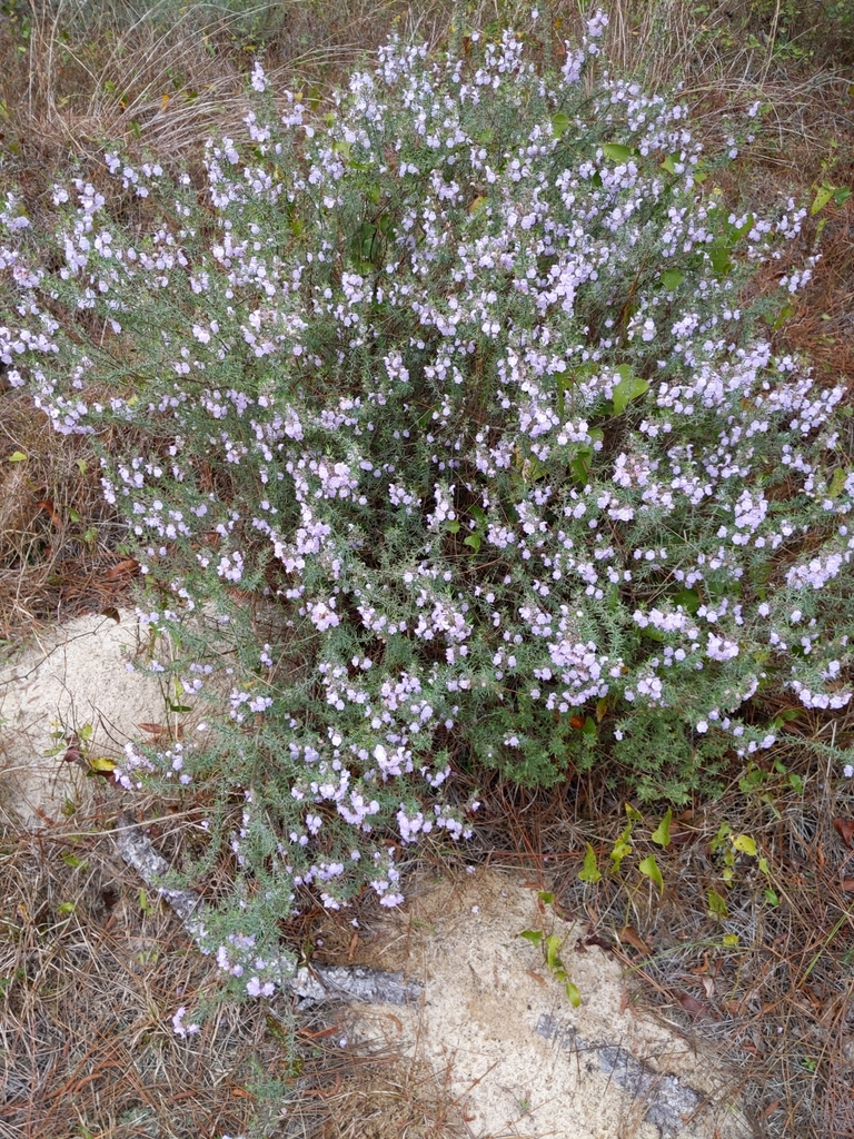 Form