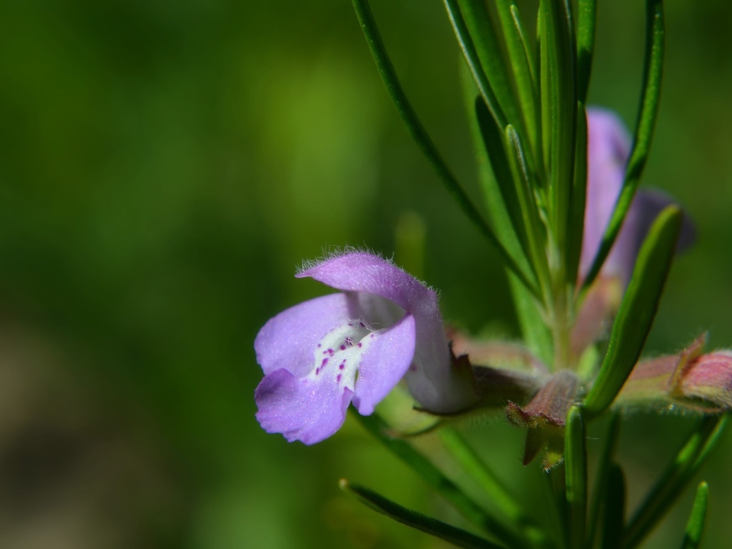Close up of flower