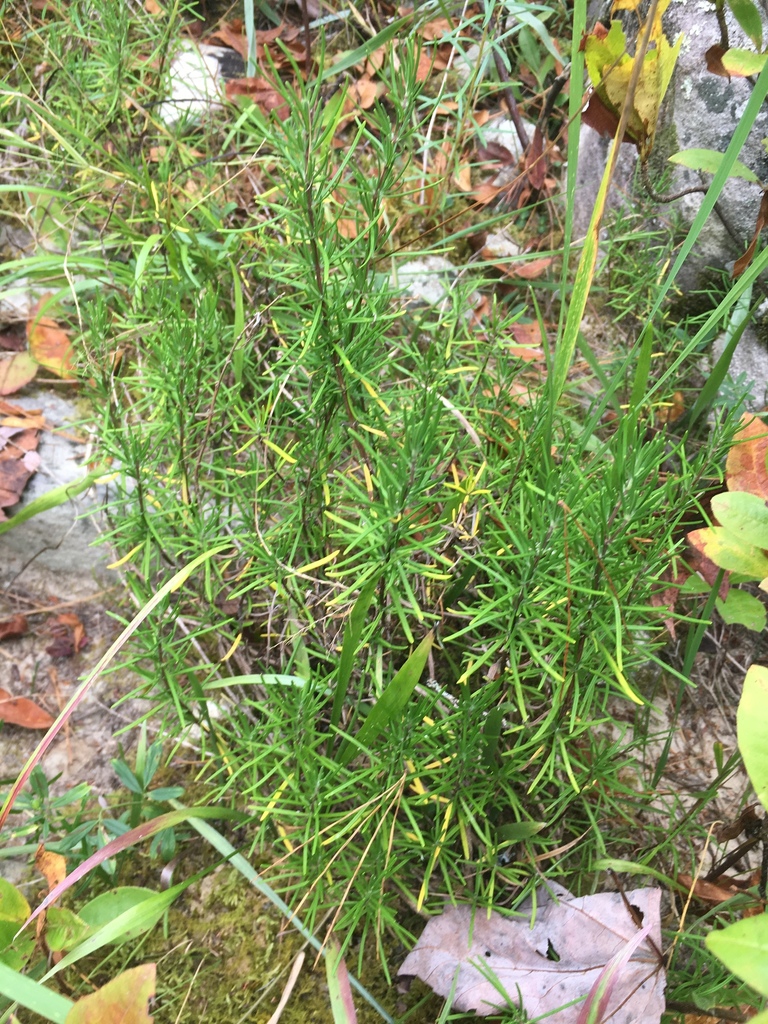 Form