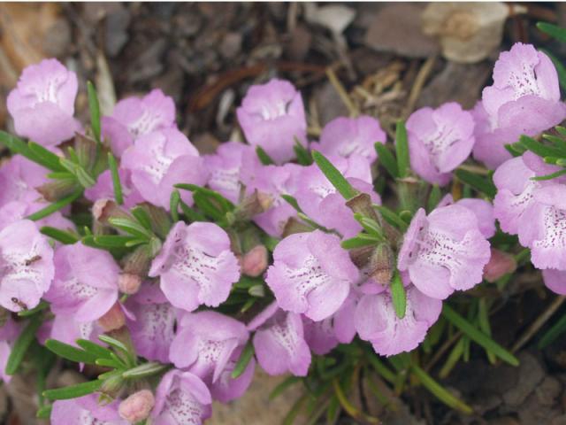 Close up of Flowers