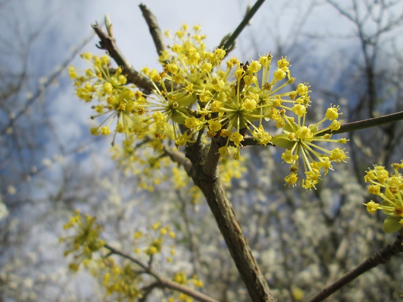 A cluster of yellow, star-like flowers