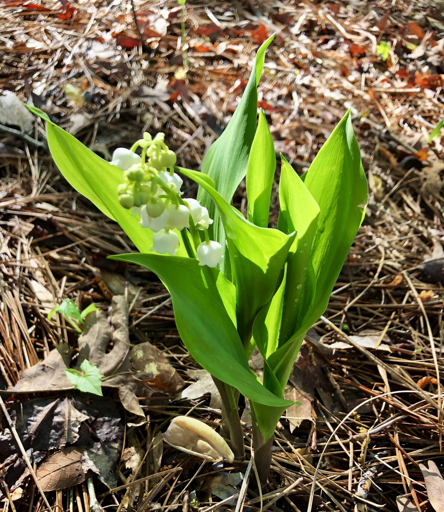 Form - Mid-April - Wake Co., NC