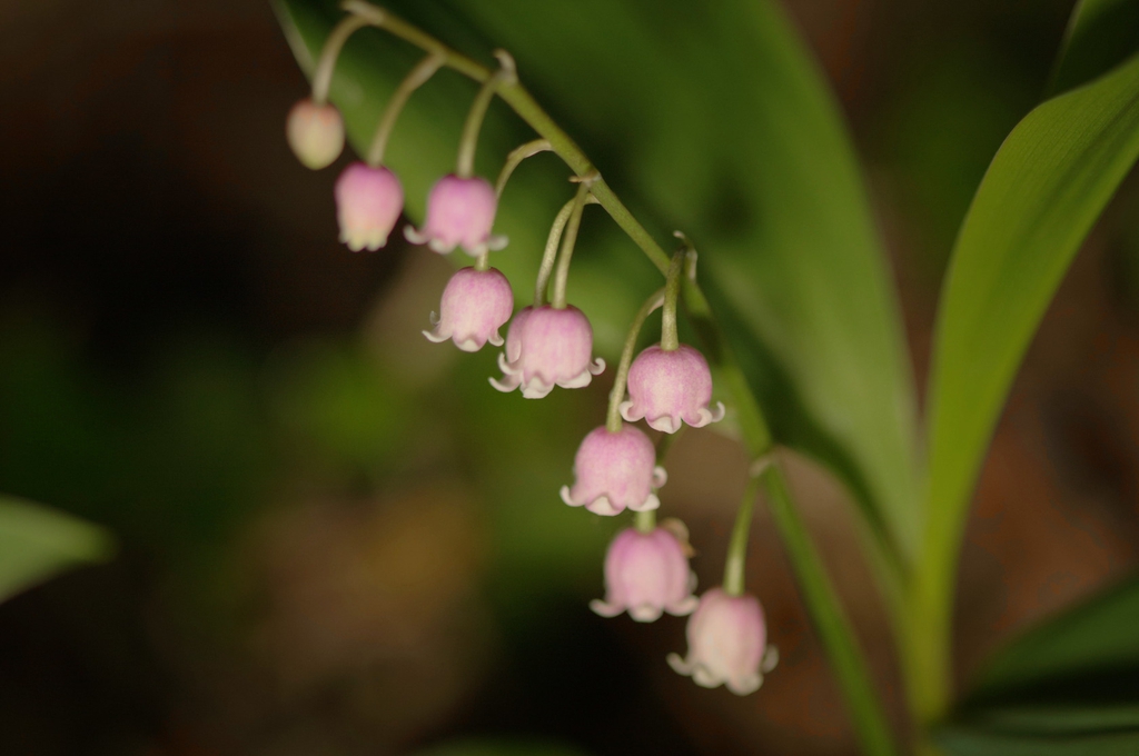 leaves and flowers