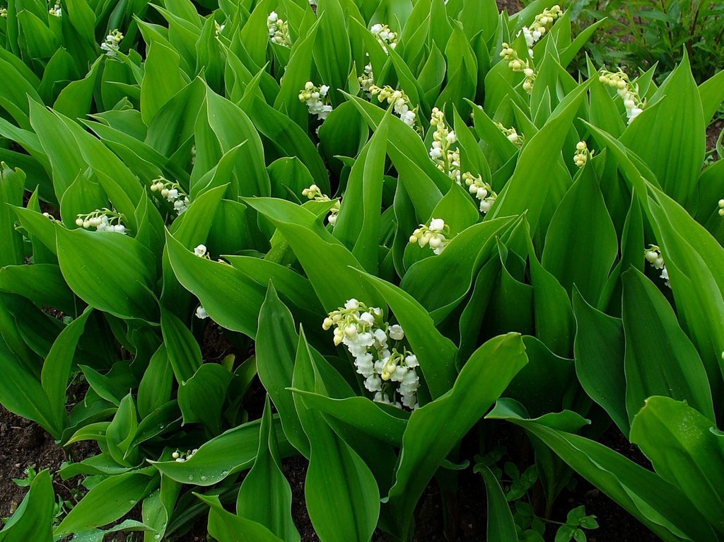 leaves and flowers
