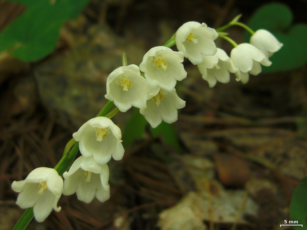 Flower and leaves
