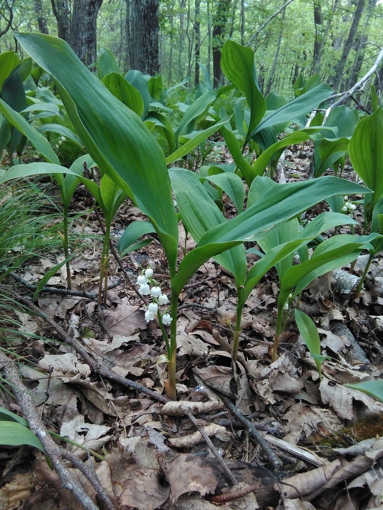 Native habitat