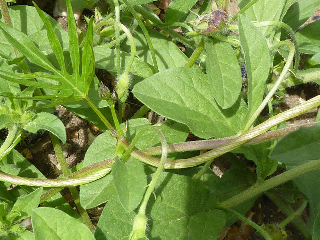 Convolvulus tricolor (Convolvulaceae) leaves