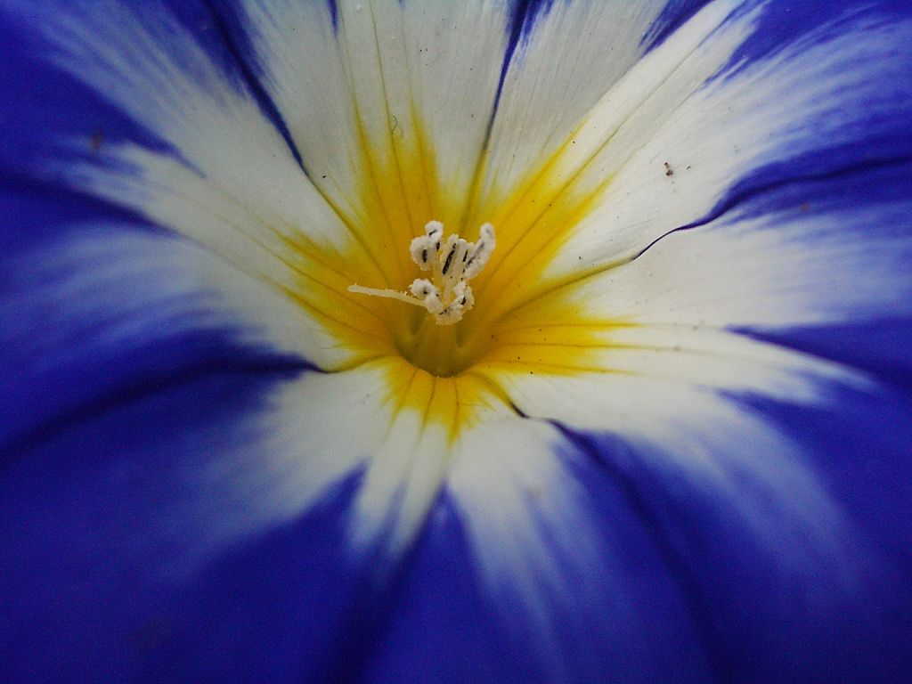 Convolvulus tricolor 'Royal Ensign'