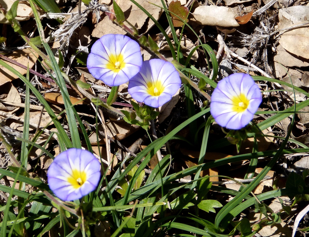 Convolvula tricolor