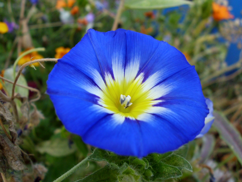 Convolvulus tricolor Dwarf Morning Glory